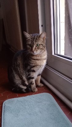 Adopter Volgane