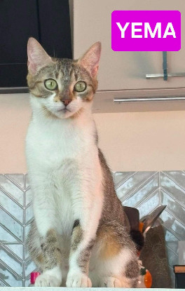 Adopter Yema