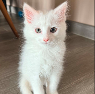 Adopter Yeti