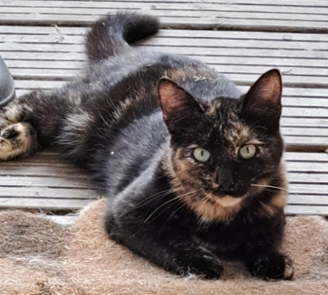 Adopter Zazie