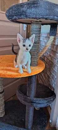 Adopter Ziggy