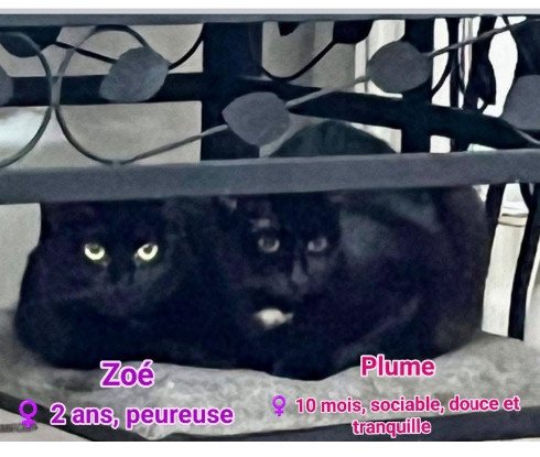 Adopter Zoé et ses petits