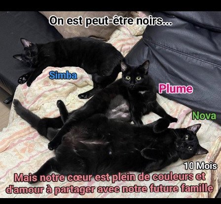 Adoption Zoé et ses petits