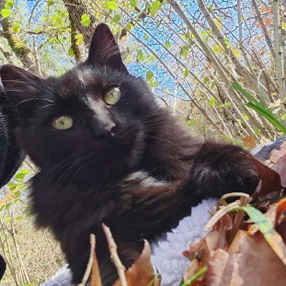 Adopter Zouby