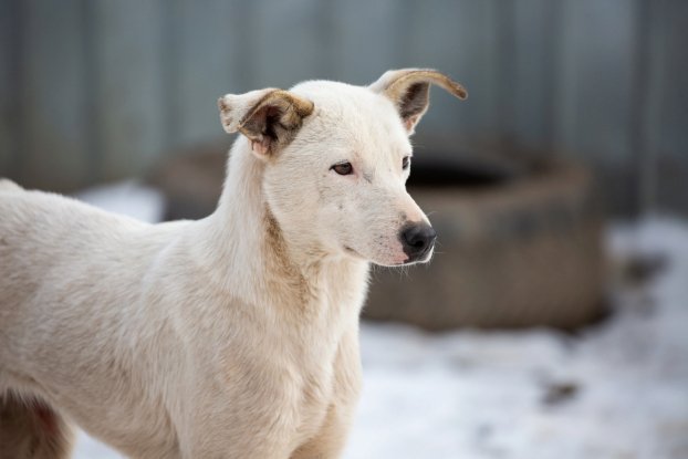 Adopter America