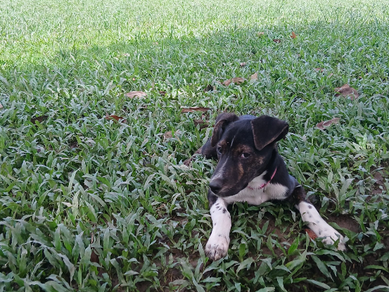 Adopter Ani