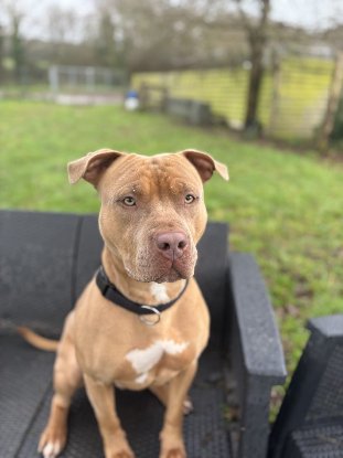 Adopter Anky