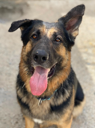 Adopter Anton