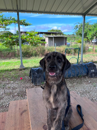 Adopter Ares