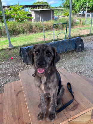 Adoption Ares
