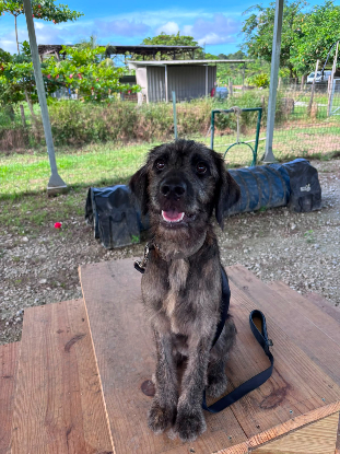 Adoption Ares
