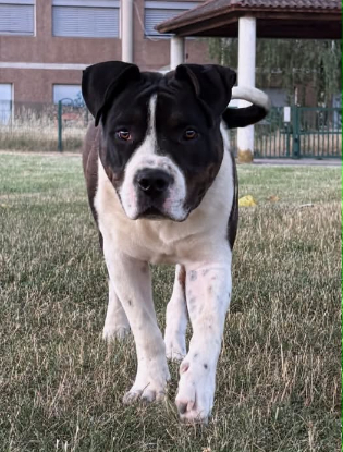 Adopter Arko