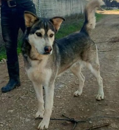 Adopter Atlas