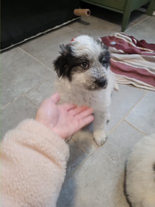 Adopter Aurora