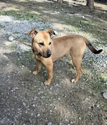 Adopter Ava