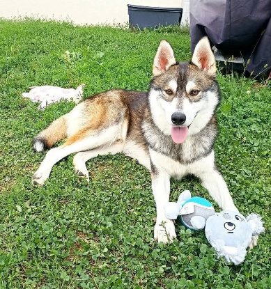 Adopter Balto