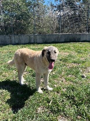 Adopter Barbes