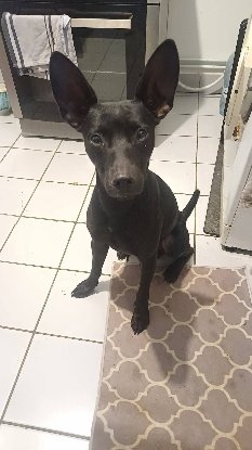 Adopter Batman