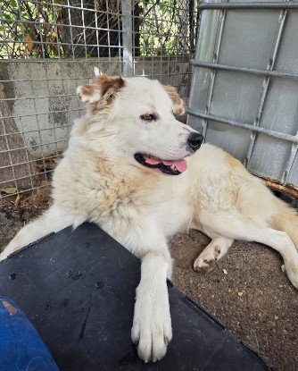 Adopter Bebou