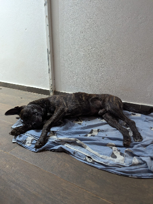 Adopter Berlin