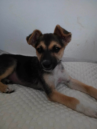 Adopter Bisous