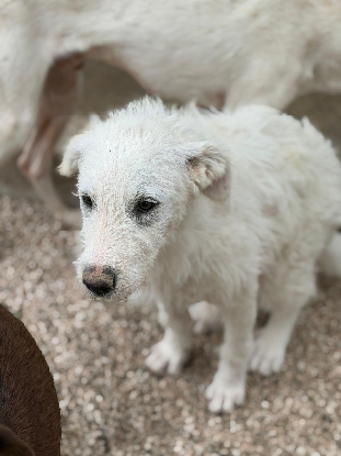 Adopter Blanca