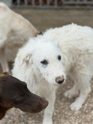 Adopter Blanca