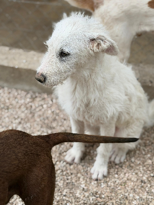 Adoption Blanca