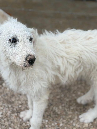 Adoption Blanca