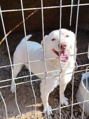 Adopter Blue