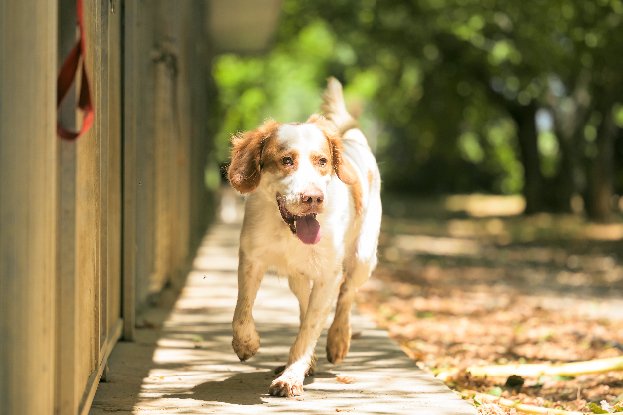 Adopter Boule