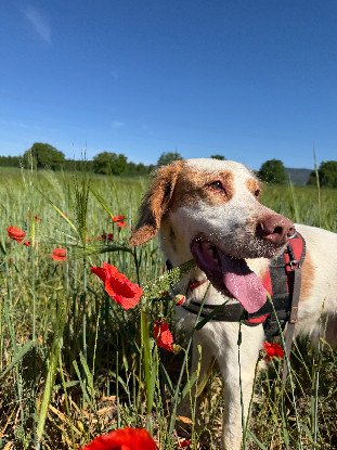 Adopter Boule