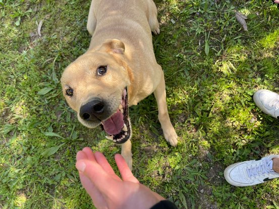Adopter Bowie