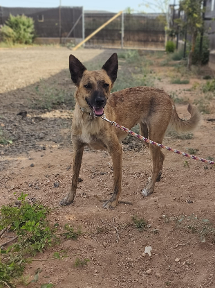 Adopter Brida