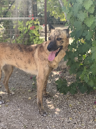 Adopter Brida