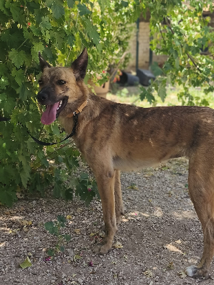 Adoption Brida