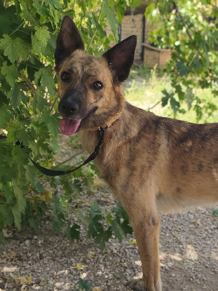 Adoption Brida