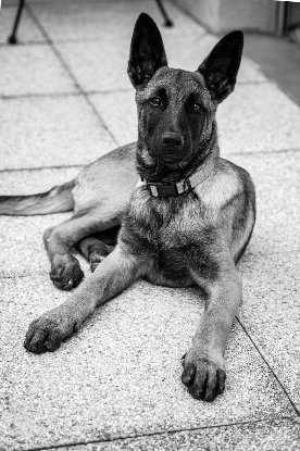 Adopter Bucky
