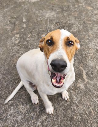 Adopter Bullet