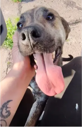 Adopter Calypso