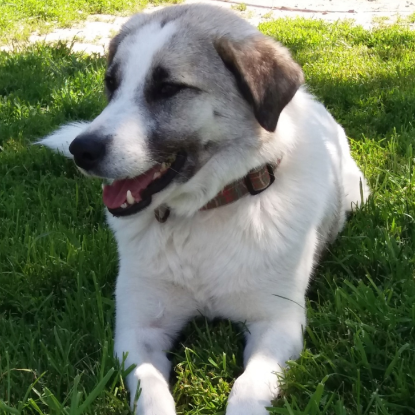 Adopter Caprice