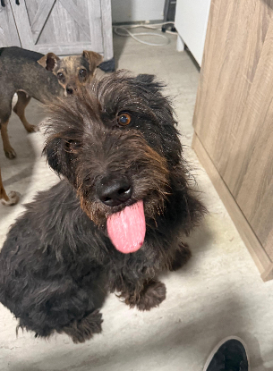 Adopter Celeste