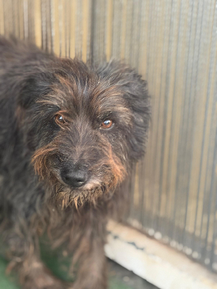 Adopter Celeste