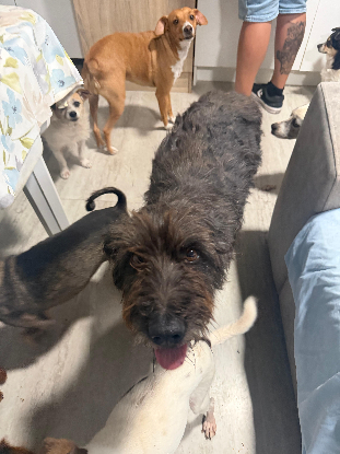 Adoption Celeste