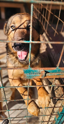 Adopter Cézar