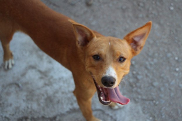 Adopter Charlie