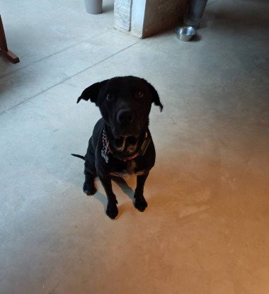 Adopter Charly