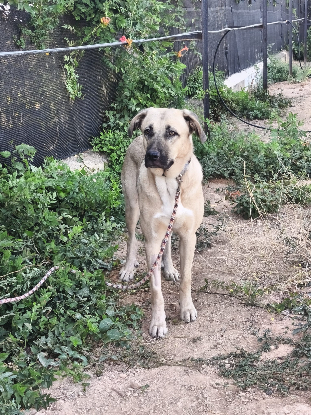 Adopter Clau