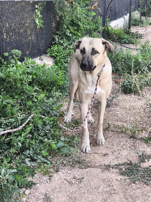 Adopter Clau