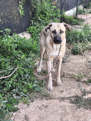Adoption Clau